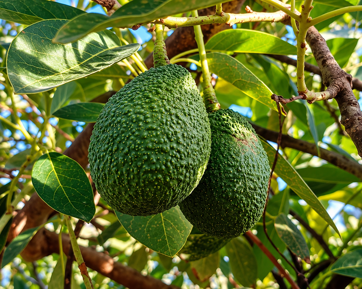 Caja de aguacates 4 kilos