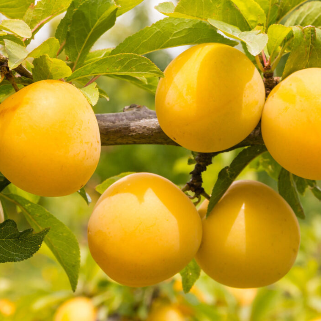 Cesta variada de 8 kg de la mejor fruta de temporada