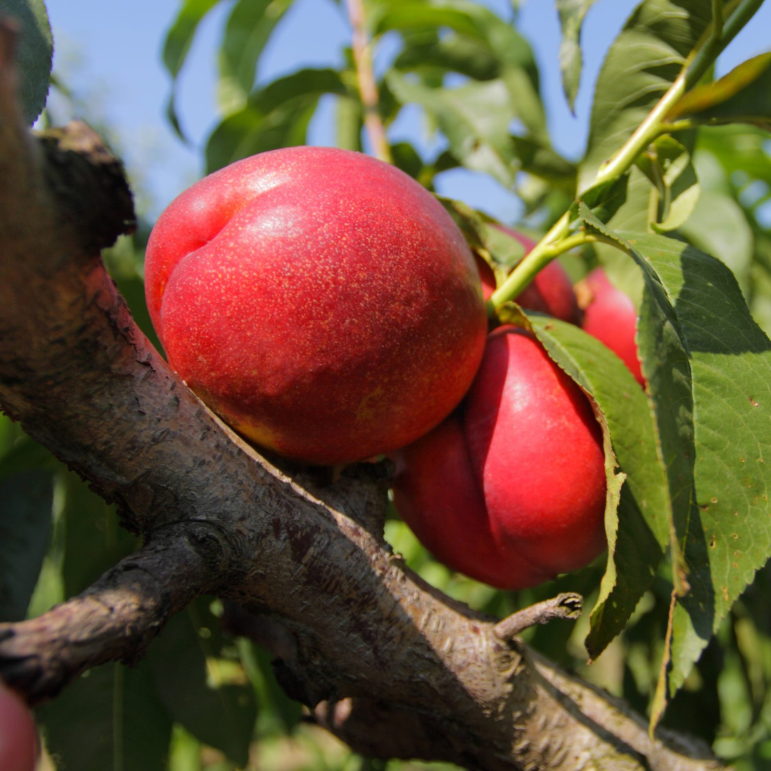 Cesta variada de 8 kg de la mejor fruta de temporada