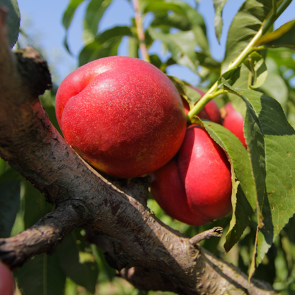 Cesta variada de 8 kg de la mejor fruta de temporada