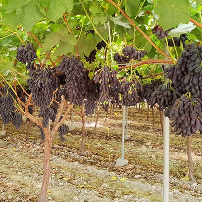 Cesta variada de 8 kg de la mejor fruta de temporada