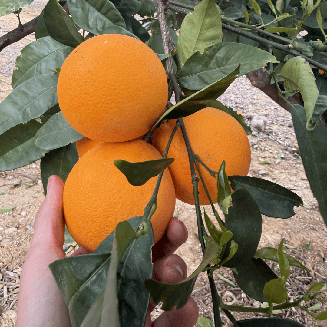 Naranja de Mesa Lane Late