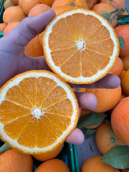 Naranja de Mesa Lane Late
