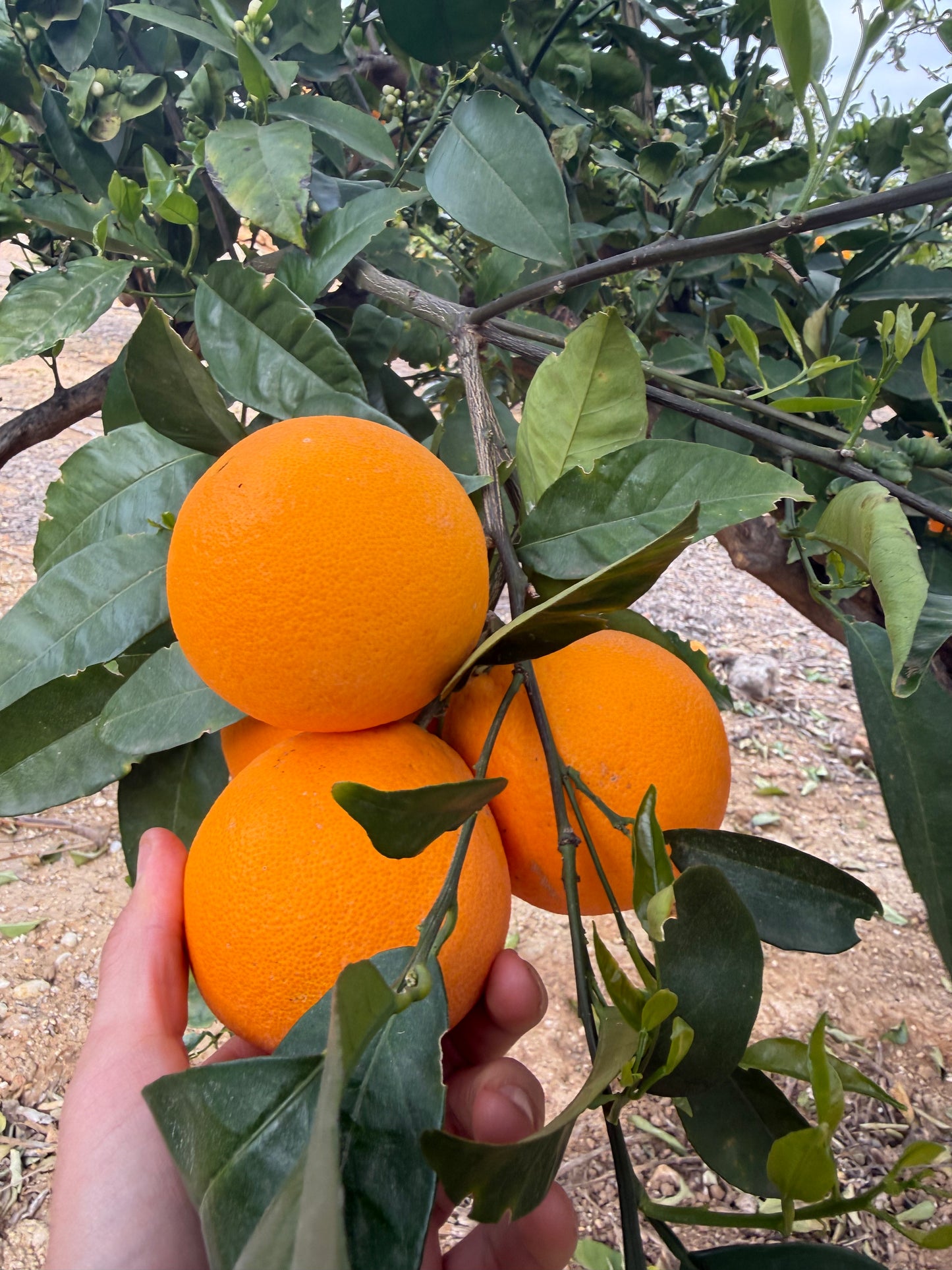 Naranja de Mesa Lane Late