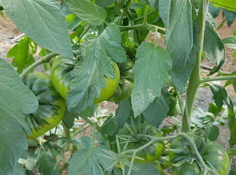 Compra el auténtico Tomate RAF "Pata Negra" de Almería. Textura crujiente, cuello verde intenso y el equilibrio perfecto entre dulce y salado. ¡Envío en 24h!