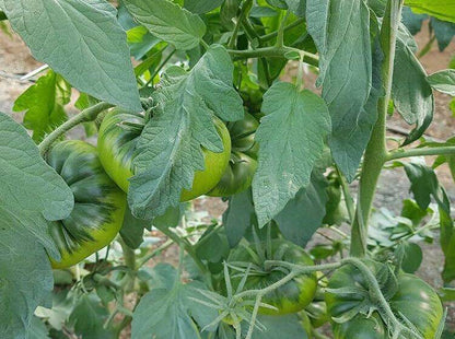 Compra el auténtico Tomate RAF "Pata Negra" de Almería. Textura crujiente, cuello verde intenso y el equilibrio perfecto entre dulce y salado. ¡Envío en 24h!