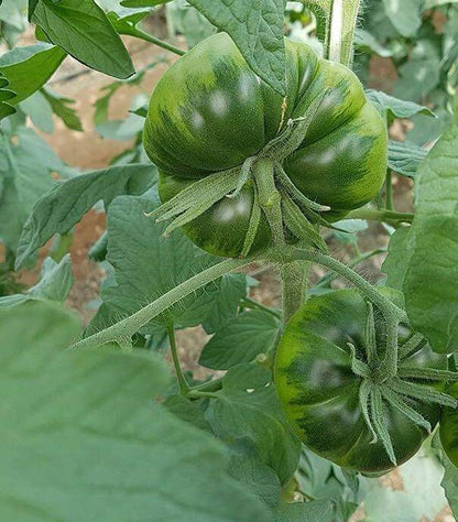 Compra el auténtico Tomate RAF "Pata Negra" de Almería. Textura crujiente, cuello verde intenso y el equilibrio perfecto entre dulce y salado. ¡Envío en 24h!