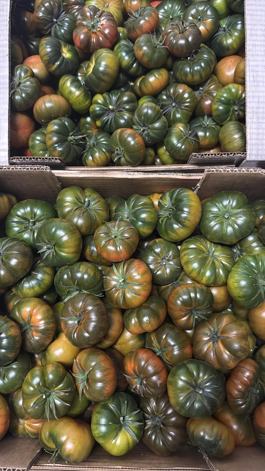 Compra el auténtico Tomate RAF "Pata Negra" de Almería. Textura crujiente, cuello verde intenso y el equilibrio perfecto entre dulce y salado. ¡Envío en 24h!