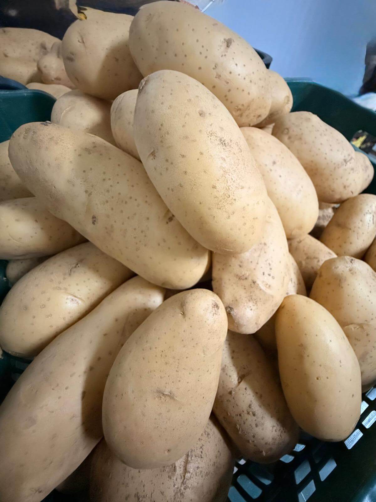 Patata "spunta" de Jauro (Antas) | Sabor Tradicional