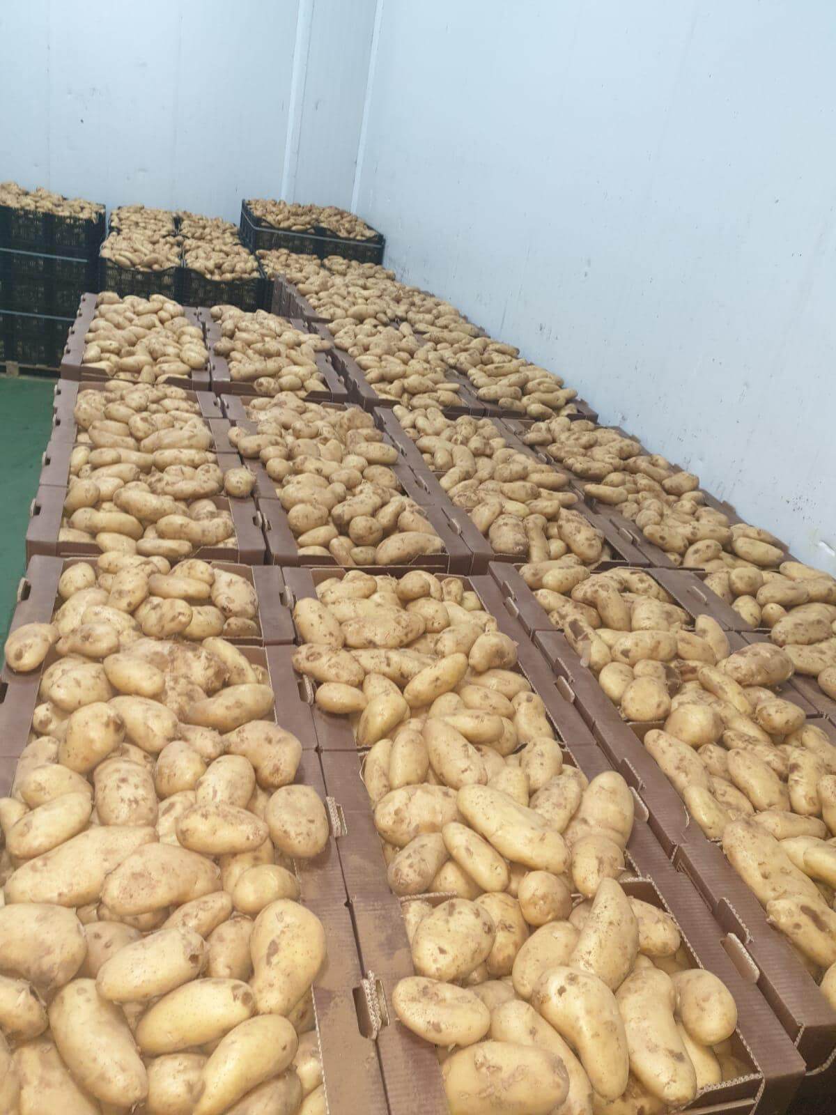 Patata "spunta" de Jauro (Antas) | Sabor Tradicional